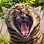 cat, tabby, yawning, mouth_open, teeth, tongue, whiskers, fur, outdoor, greenery, nature, pet, animal, closeup, face, expression, daylight, garden, striped, feline