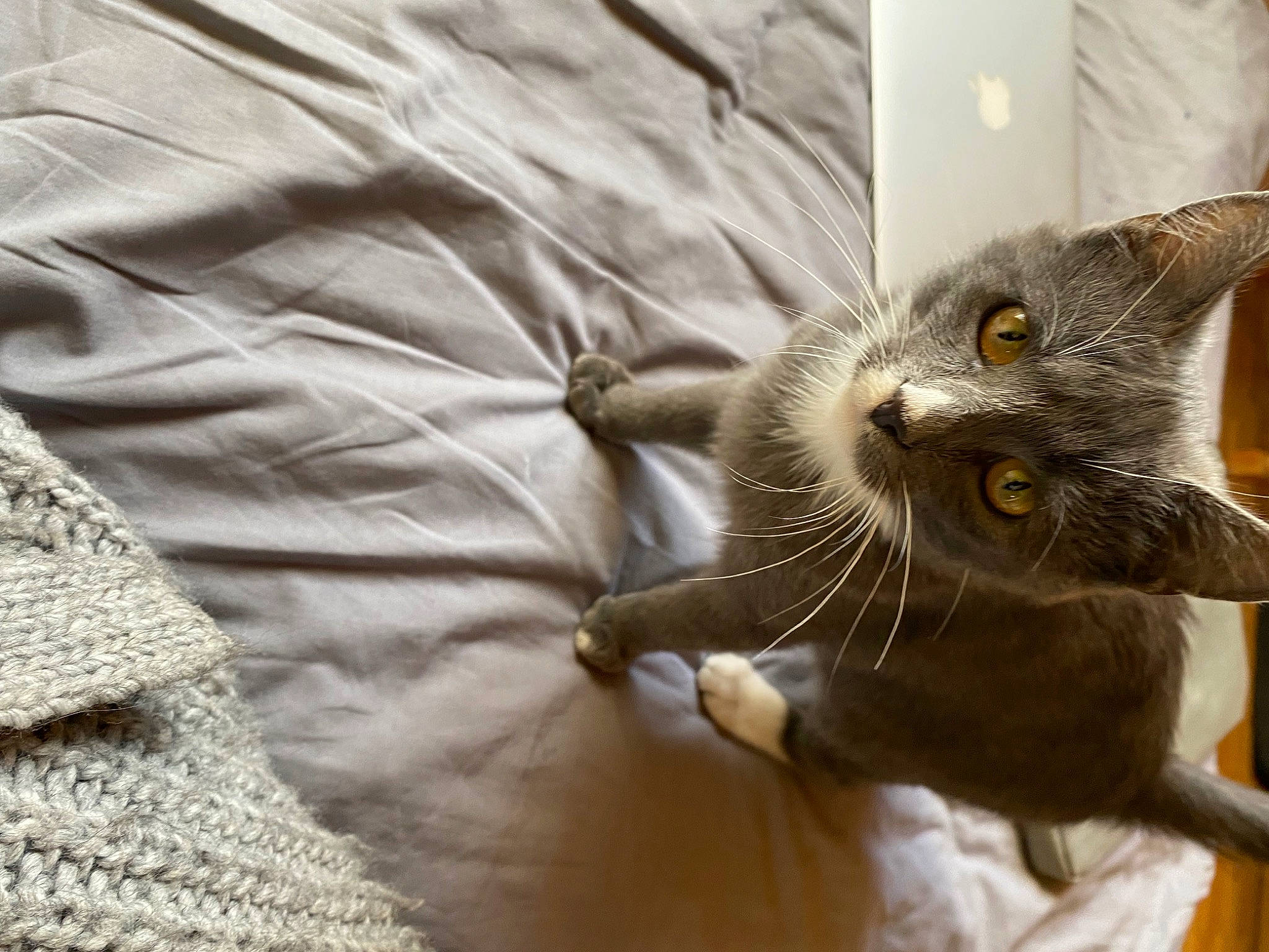 Grisou a rejoint le concours — aidez-le/la à gagner de superbes lots ! black_cat, carnivore, cat, claw, comfort, domestic_short_haired_cat, felidae, fur, grey, linens, pattern, paw, small_to_medium_sized_cats, snout, tail, whiskers, wood