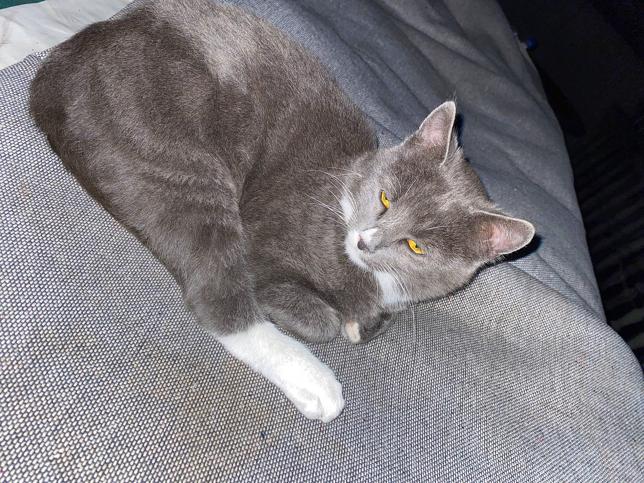 Grisou a rejoint le concours — aidez-le/la à gagner de superbes lots ! carnivore, cat, cat_supply, claw, comfort, domestic_short_haired_cat, eye, felidae, fur, grey, paw, small_to_medium_sized_cats, tail, whiskers