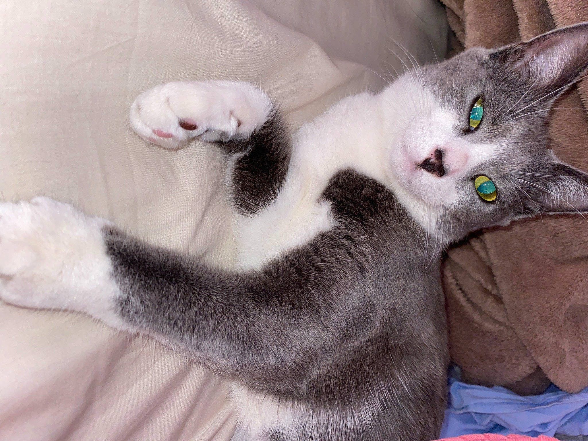 Peach a rejoint le concours — aidez-le/la à gagner de superbes lots ! carnivore, cat, claw, comfort, domestic_short_haired_cat, ear, felidae, fur, grey, paw, small_to_medium_sized_cats, snout, tail, whiskers, white