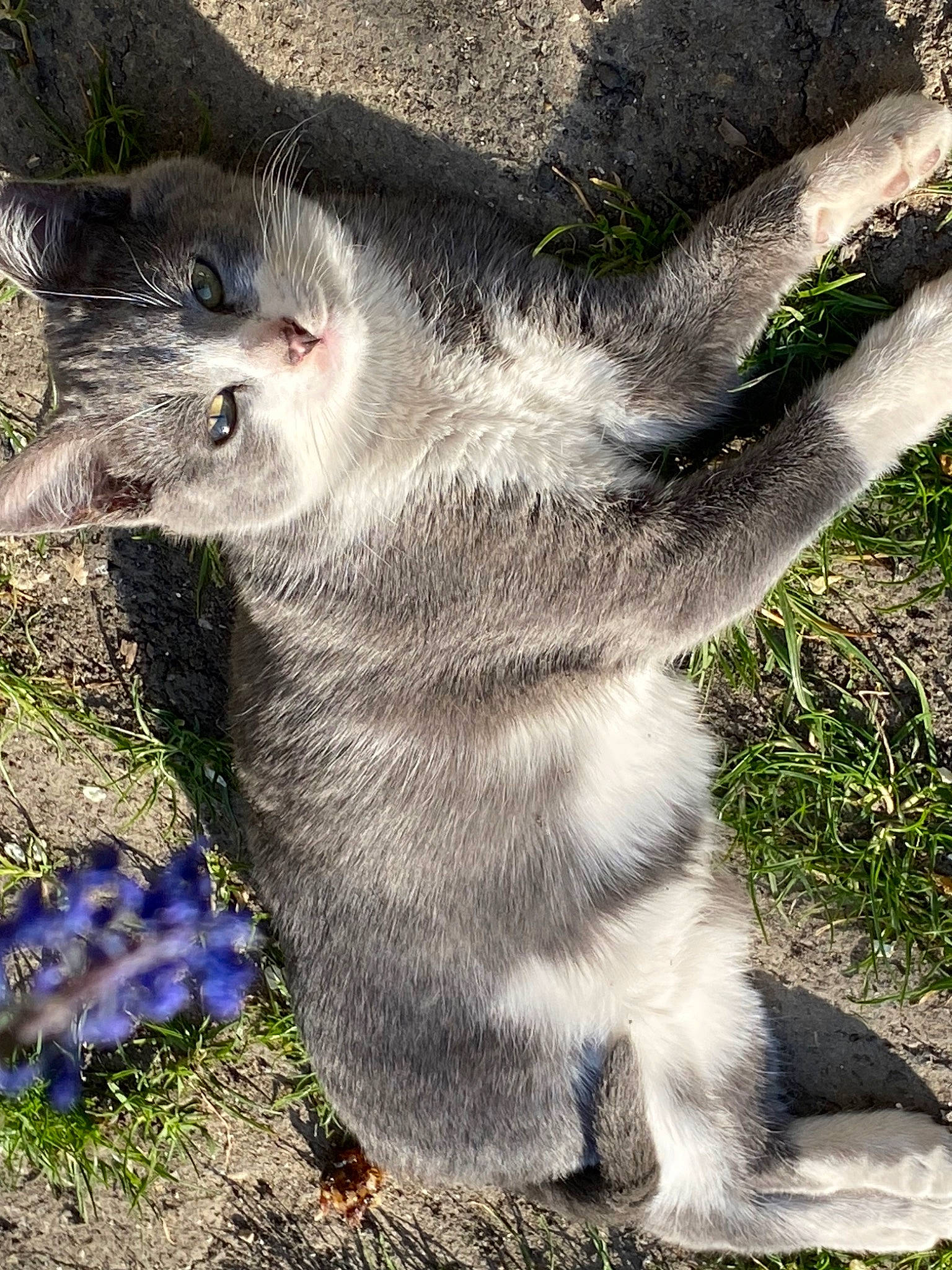 Peach participe au concours pour gagner de l'argent avec cette photo : carnivore, dog_breed, domestic_short_haired_cat, electric_blue, felidae, fur, grass, groundcover, koala, marsupial, plant, small_to_medium_sized_cats, snout, snow_leopard, soil, tail, terrestrial_animal, whiskers, wildlife, window