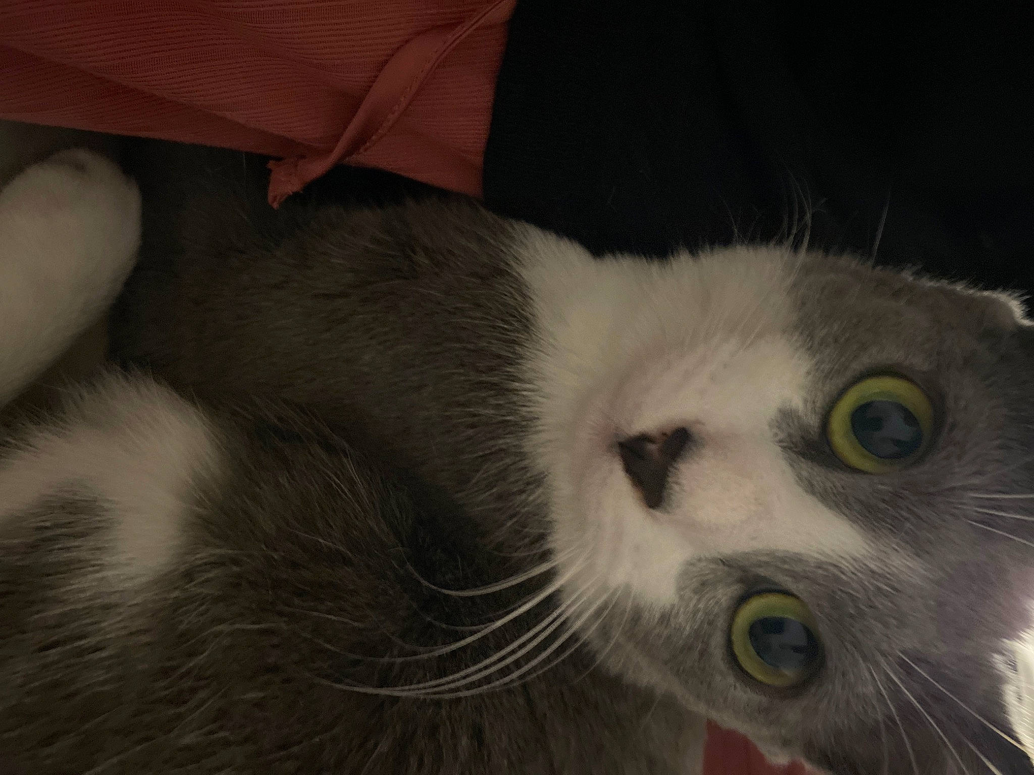 Peach a rejoint le concours — aidez-le/la à gagner de superbes lots ! carnivore, cat, domestic_short_haired_cat, felidae, fur, paw, small_to_medium_sized_cats, snout, tail, terrestrial_animal, whiskers