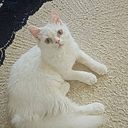 Blanca a rejoint le concours — aidez-le/la à gagner de superbes lots ! cat, white_cat, fluffy, blue_eyes, pet, indoor, carpet, textured_carpet, relaxed, laying_down, curious, animal, cute, feline, domestic_cat, whiskers, ears, tail, soft, cozy