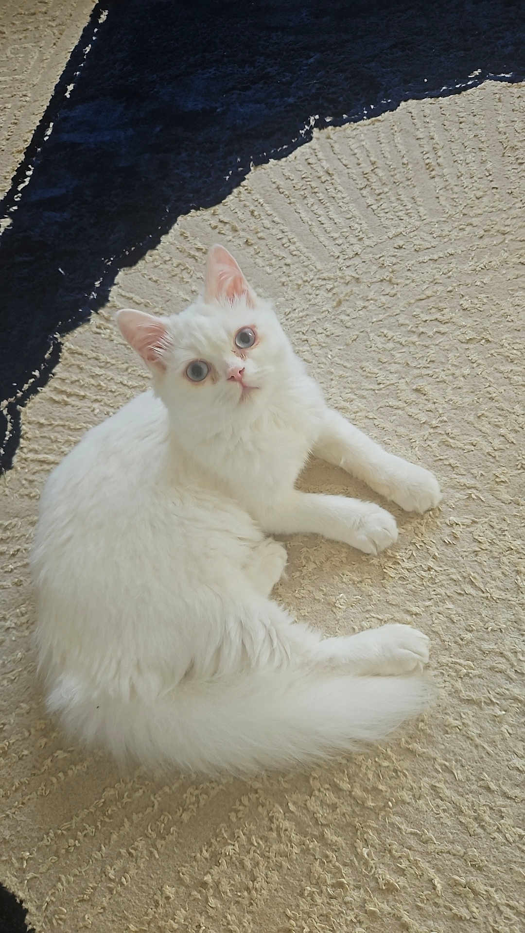 Blanca a rejoint le concours — aidez-le/la à gagner de superbes lots ! cat, white_cat, fluffy, blue_eyes, pet, indoor, carpet, textured_carpet, relaxed, laying_down, curious, animal, cute, feline, domestic_cat, whiskers, ears, tail, soft, cozy