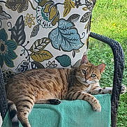Nala joined the competition — help win amazing prizes! animal, cat, cushion, domestic_cat, feline, floral_pattern, garden, grass, green_throw, home, natural_light, outdoor, pet, porch, relaxed, resting, striped, tabby_cat, whiskers, wicker_chair