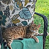 animal, cat, cushion, domestic_cat, feline, floral_pattern, garden, grass, green_throw, home, natural_light, outdoor, pet, porch, relaxed, resting, striped, tabby_cat, whiskers, wicker_chair