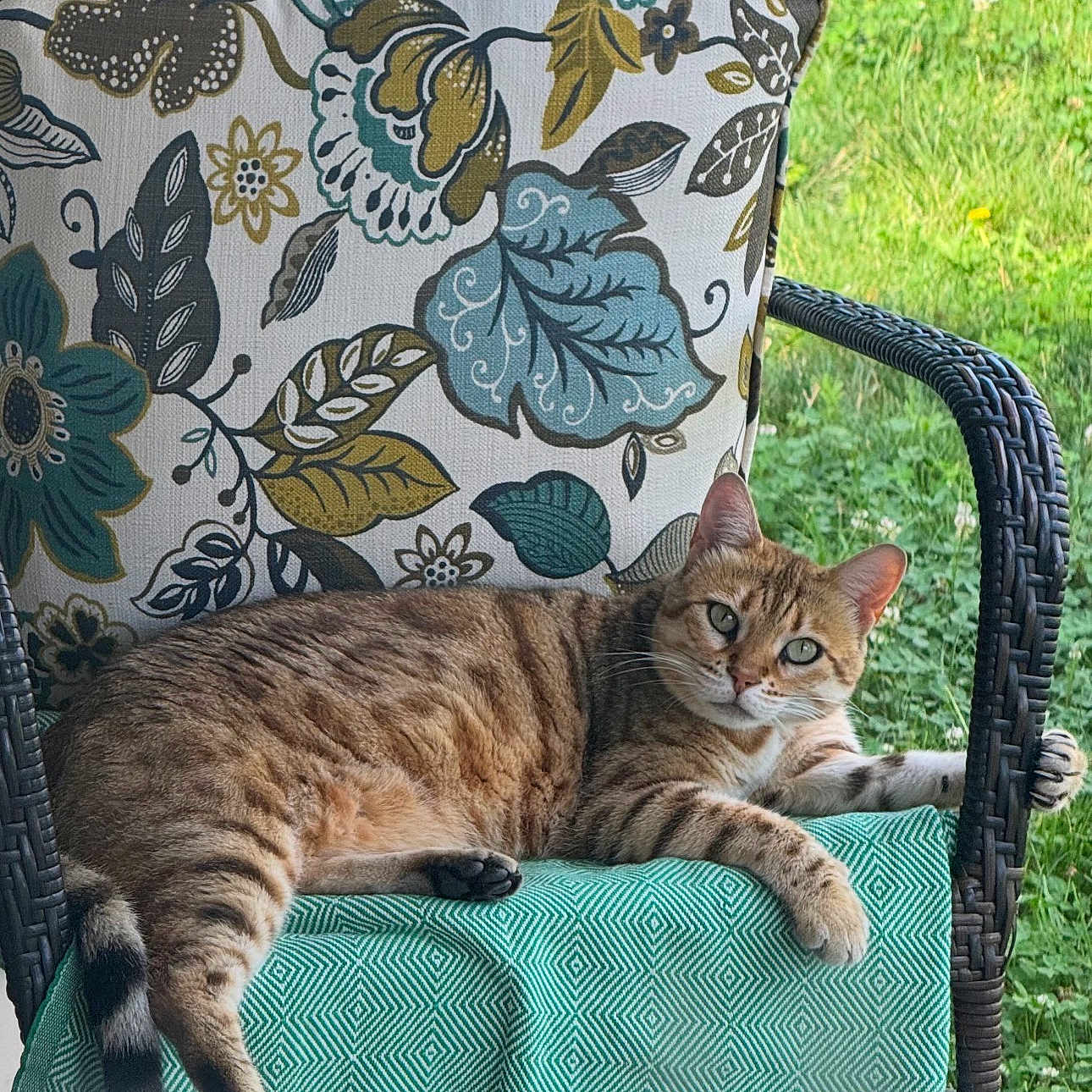 Nala
