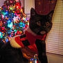 animal, black_cat, cat, celebration, christmas_lights, christmas_tree, curtains, decorations, domestic_cat, festive_clothing, hand_holding_cat, holiday, holiday_season, indoor, night, pet, red_ornaments, santa_outfit, warm_lighting, window_blinds