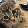 kitten, tabby, cat, close_up, fur, whiskers, eyes, pet, animal, cute, young, indoor, blurred_background, curious, soft, feline, mammal, portrait, candid