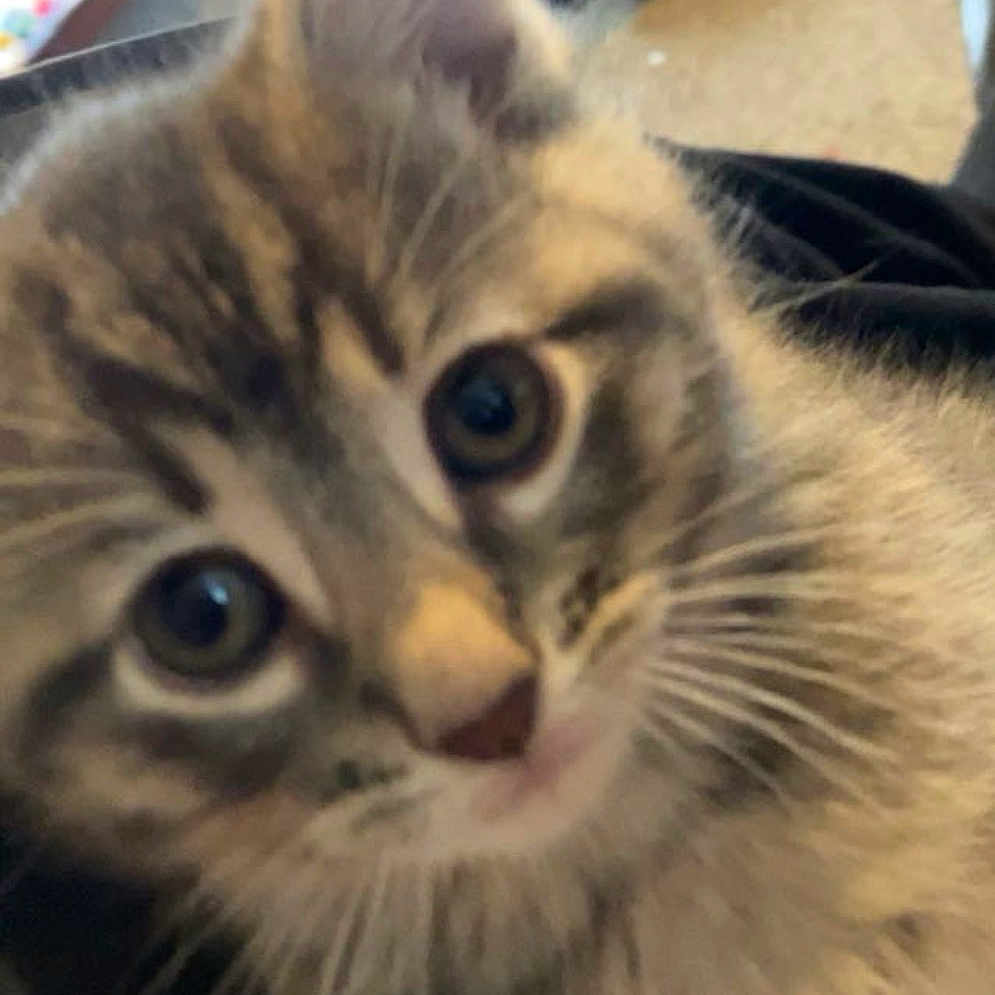 Pink joined the competition — help win amazing prizes! kitten, tabby, cat, close_up, fur, whiskers, eyes, pet, animal, cute, young, indoor, blurred_background, curious, soft, feline, mammal, portrait, candid