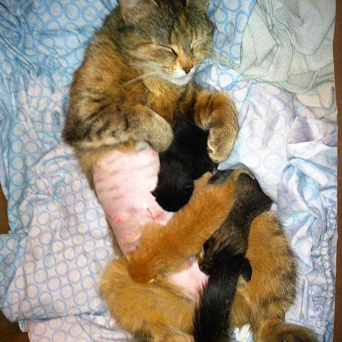 Charlie joined the competition — help win amazing prizes! animal, blanket, box, cat, cozy, cute, domestic_cat, feline, fur, kitten, mammal, mother, newborn, nursing, paw, pink_skin, resting, sleeping, striped, tabby