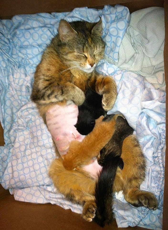 Charlie joined the competition — help win amazing prizes! cat, kitten, sleeping, nursing, blanket, box, fur, paw, cute, animal, mammal, resting, cozy, domestic_cat, newborn, mother, feline, pink_skin, striped, tabby