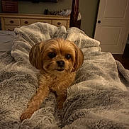 Kimber is registered to the contest to win money with this photo: animal, bedroom, blanket, brown_dog, carpet, cozy, cute, dog, door, dresser, fluffy, fur, furniture, indoor, pet, relaxed, room, small_dog, tv_screen, wooden_furniture