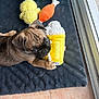 Aïko a rejoint le concours — aidez-le/la à gagner de superbes lots ! puppy, dog, pug, toy, plush_toy, yellow_toy, carrot_toy, chick_toy, mat, floor, tile_floor, window, natural_light, pet, cute, playful, indoor, animal, young_dog, pet_toy
