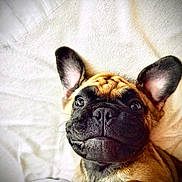 Aïko a rejoint le concours — aidez-le/la à gagner de superbes lots ! dog, puppy, french_bulldog, close_up, pet, cute, ears, face, whiskers, black_nose, lying_down, blanket, soft, indoor, animal, fur, expression, adorable, looking_up, young