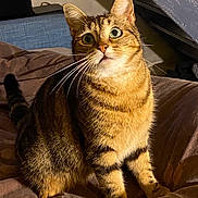 Mademoiselle a rejoint le concours — aidez-le/la à gagner de superbes lots ! animal, bedroom, brown_blanket, cat, cozy, curious, cute, domestic_cat, feline, fur, household, indoor, looking_up, pet, sitting, soft_lighting, striped, tabby_cat, whiskers, wide_eyes