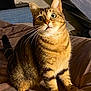 animal, bedroom, brown_blanket, cat, cozy, curious, cute, domestic_cat, feline, fur, household, indoor, looking_up, pet, sitting, soft_lighting, striped, tabby_cat, whiskers, wide_eyes
