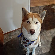 Sakari joined the competition — help win amazing prizes! animal, bandana, blue_eyes, brown, canine, companion, cute, dog, domestic, ears_up, floor, fur, indoor, looking_up, muzzle, pet, portrait, siberian_husky, tile, white