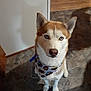 animal, bandana, blue_eyes, brown, canine, companion, cute, dog, domestic, ears_up, floor, fur, indoor, looking_up, muzzle, pet, portrait, siberian_husky, tile, white