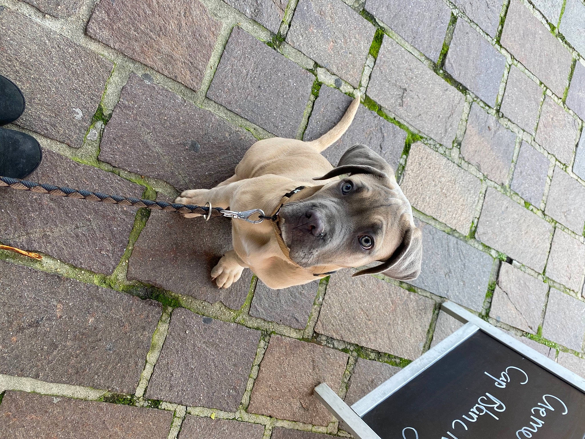 Carlos a rejoint le concours — aidez-le/la à gagner de superbes lots ! canidae, carnivore, cobblestone, collar, companion_dog, dog, dog_breed, dog_collar, fawn, leash, pet_supply, road_surface, sidewalk, snout, sporting_group, working_animal