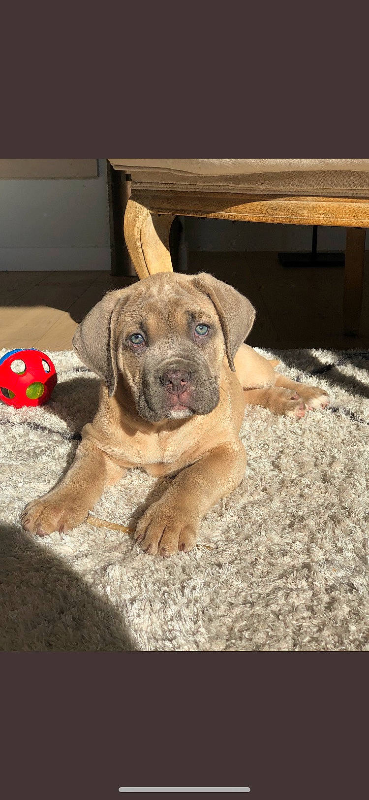 Carlos a rejoint le concours — aidez-le/la à gagner de superbes lots ! ball, beige, canidae, carnivore, companion_dog, dog, dog_breed, dog_supply, dog_toy, fawn, football, non_sporting_group, pet_supply, snout, soccer_ball, sporting_group, toy, working_animal, working_dog