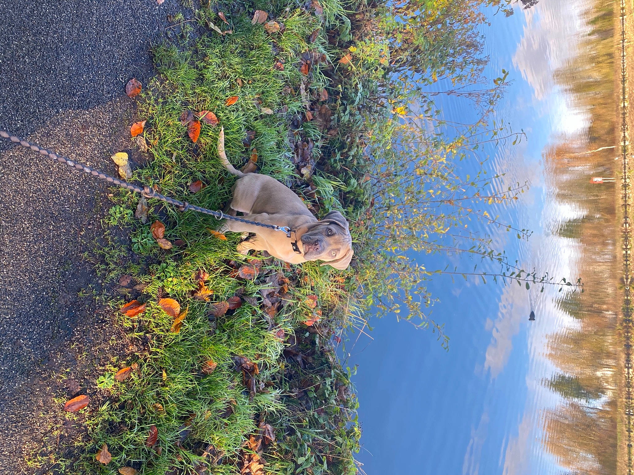 Carlos participe au concours pour gagner de l'argent avec cette photo : carnivore, felidae, small_to_medium_sized_cats