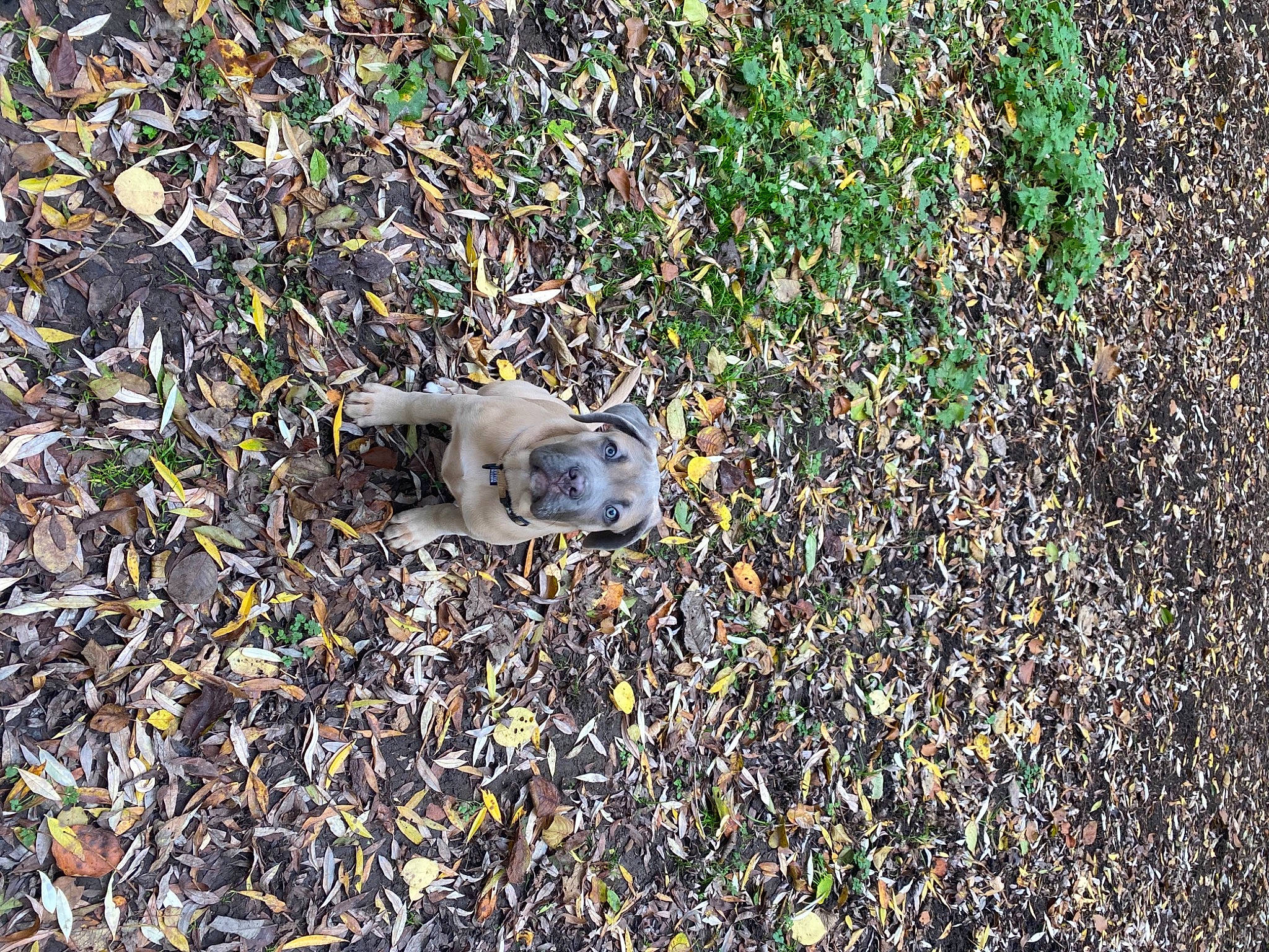 Carlos participe au concours pour gagner de l'argent avec cette photo : canidae, carnivore, companion_dog, dog_breed, fawn, groundcover, subshrub, tail, terrestrial_animal