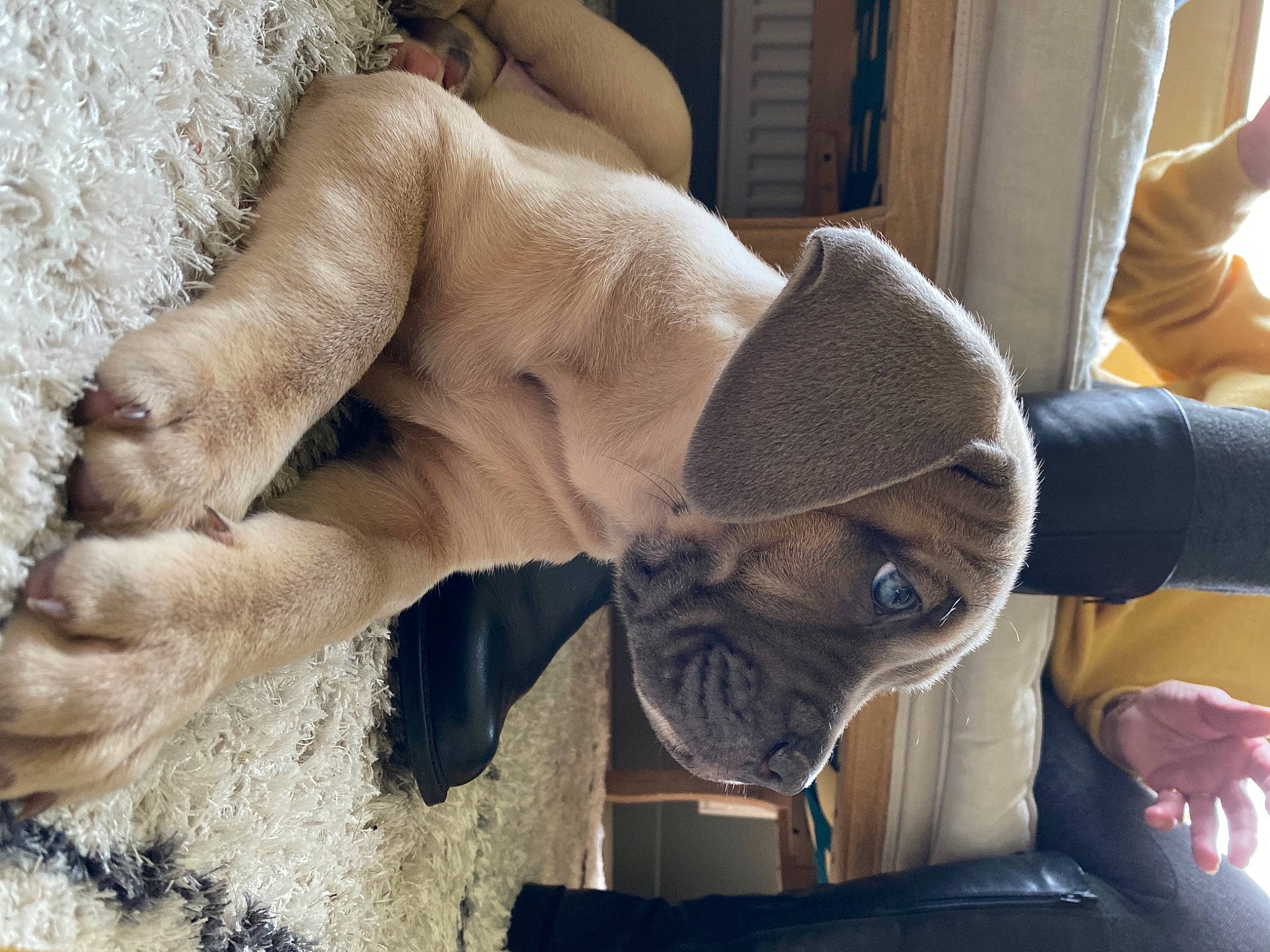 Carlos a rejoint le concours — aidez-le/la à gagner de superbes lots ! canidae, carnivore, comfort, companion_dog, dog, dog_breed, fawn, foot, paw, pet_supply, pug, puppy, skin, snout, sporting_group, terrestrial_animal, toy_dog, whiskers, working_animal, wrinkle