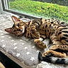 Luna is registered to the contest to win money with this photo: animal, background, bengal_cat, blanket, cat, cozy, curious, feline, greenery, indoor, lying_down, natural_light, pet, relaxed, resting, soft_texture, spotted, star_pattern, striped, window