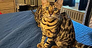 Luna is registered to the contest to win money with this photo: animals, bed, bengal_cat, blue_bedspread, cat, clock, curious, curtains, domestic_cat, drapes, dresser, eyes, fur, furniture, indoor, pets, table, tail, whiskers, window