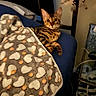 Luna is registered to the contest to win money with this photo: animal, bedroom, bengal_cat, blanket, blue_cushion, cat, cozy, cushion, decor, dreamcatcher, furniture, heart_pattern, indoor, looking_at_camera, orange_dots, pet, relaxed, soft_lighting, striped_fur, warm_colors