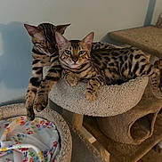 Luna is registered to the contest to win money with this photo: animal, bengal_cat, blanket, cat, cat_tree, colorful, cozy, cute, ears, feline, fur_pattern, home, indoor, paws, pet, relaxing, resting, sleeping, spots, whiskers