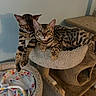 animal, bengal_cat, blanket, cat, cat_tree, colorful, cozy, cute, ears, feline, fur_pattern, home, indoor, paws, pet, relaxing, resting, sleeping, spots, whiskers