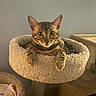 Milo is registered to the contest to win money with this photo: animal, bengal_cat, cat, cat_bed, cozy, cute, ears, feline, fur, home, indoor, looking, paws, pet, relaxed, resting, soft_light, spotted, striped, whiskers
