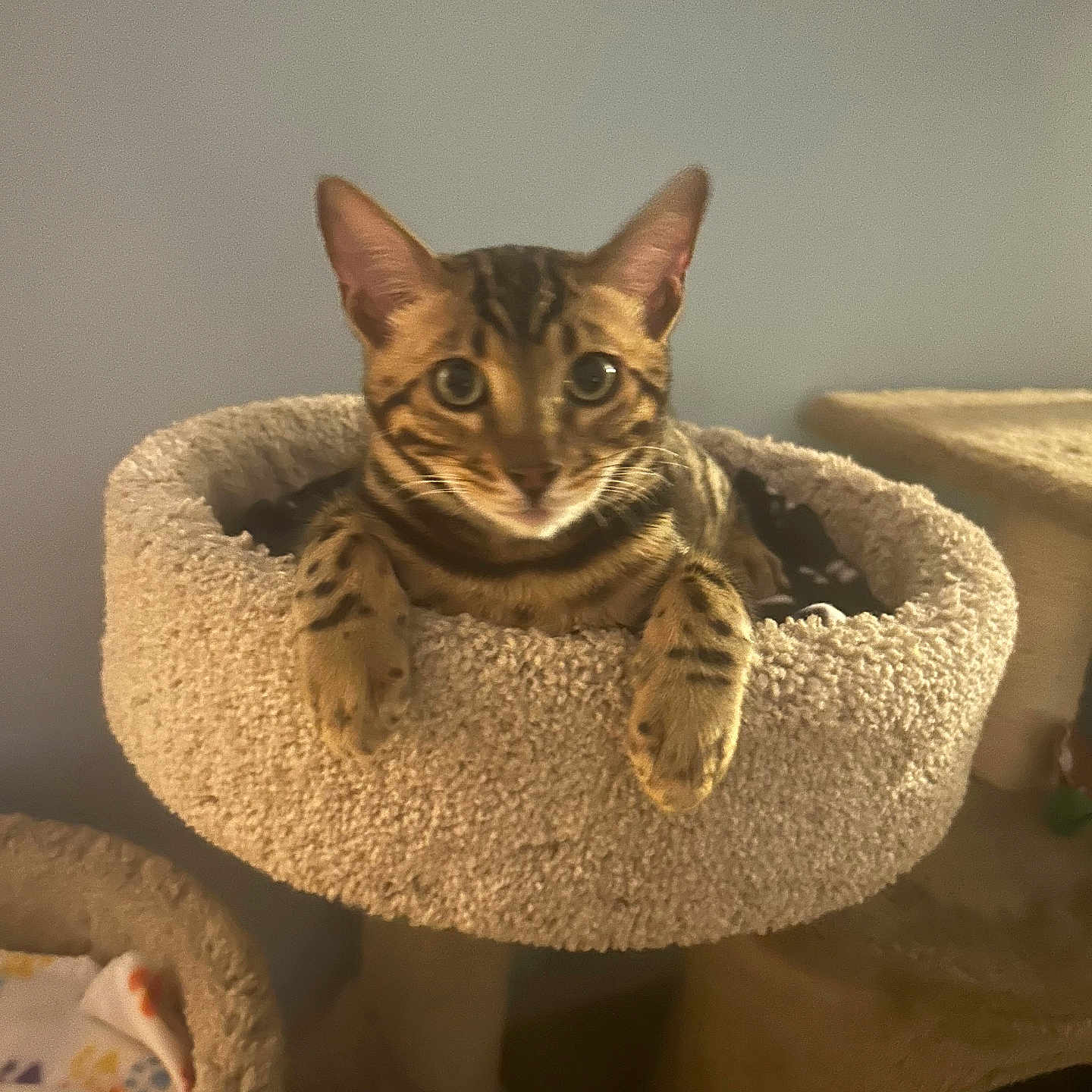 Milo