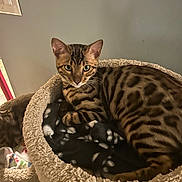 Milo is registered to the contest to win money with this photo: animal, bed, bengal_cat, blanket, cat, comfortable, cozy, domestic_animal, ears, eyes, feline, fur_pattern, household, indoor, mammal, pet, relaxed, resting, spotted, striped