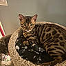 animal, bed, bengal_cat, blanket, cat, comfortable, cozy, domestic_animal, ears, eyes, feline, fur_pattern, household, indoor, mammal, pet, relaxed, resting, spotted, striped