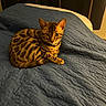 Milo is registered to the contest to win money with this photo: animal, bed, bengal_cat, blue_quilt, cat, cozy, curious, domestic_animal, ears, feline, fur, furniture, indoor, pet, quilt, resting, spotted, striped, warm_lighting, whiskers