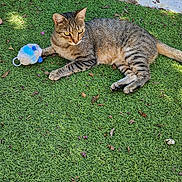 Mimi participe au concours pour gagner de l'argent avec cette photo : cat, tabby_cat, grass, toy, plush_toy, outdoor, stone_path, sunlight, shadow, pet, animal, feline, striped_fur, relaxed, alert, nature, greenery, daylight, resting, playful