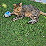 cat, tabby_cat, grass, toy, plush_toy, outdoor, stone_path, sunlight, shadow, pet, animal, feline, striped_fur, relaxed, alert, nature, greenery, daylight, resting, playful