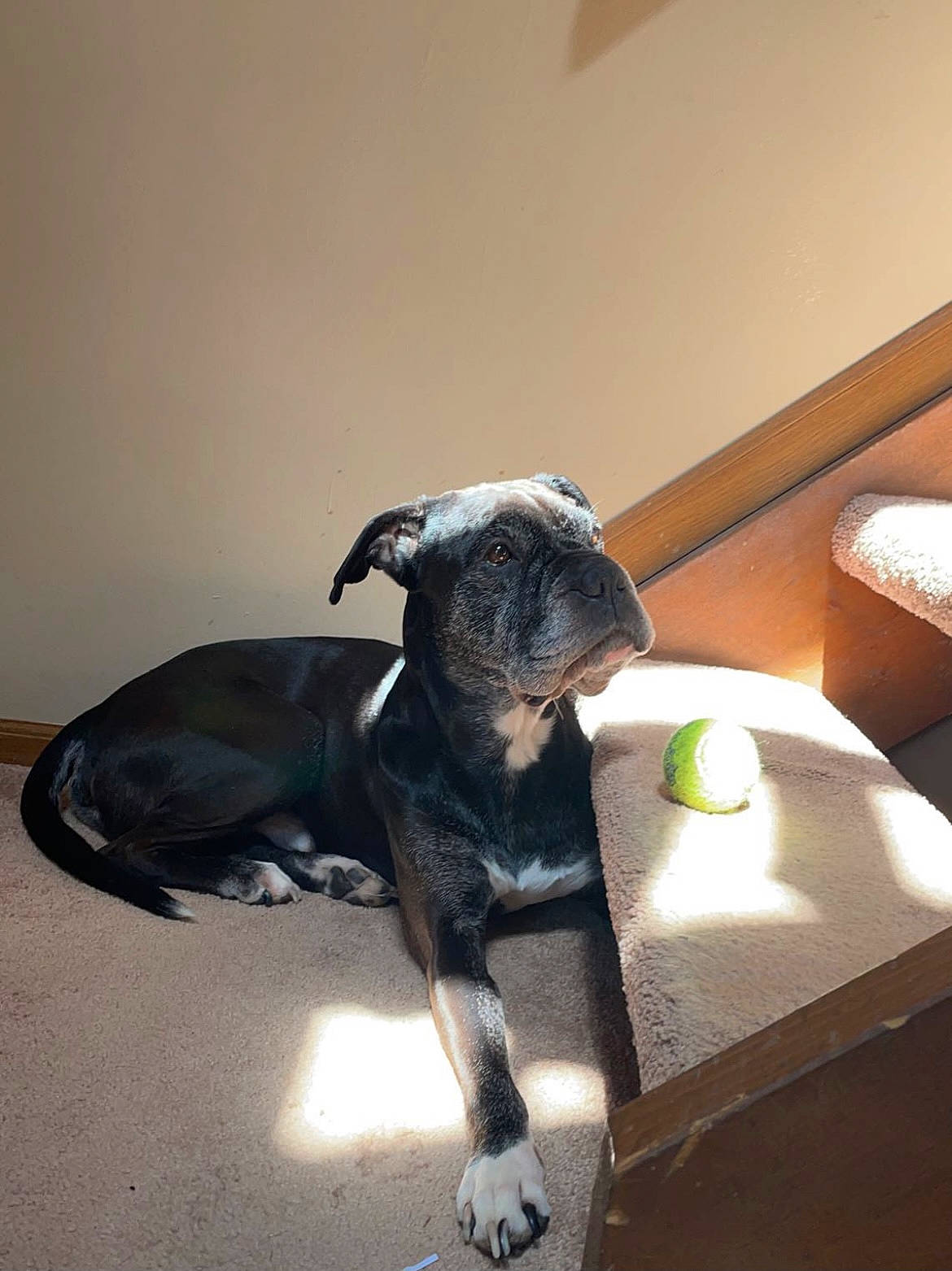 Syrus is registered to the contest to win money with this photo: boston_terrier, canidae, carnivore, comfort, companion_dog, couch, dog, dog_breed, fawn, felidae, flooring, hardwood, pet_supply, snout, sporting_group, tail, toy_dog, whiskers, wood, working_animal