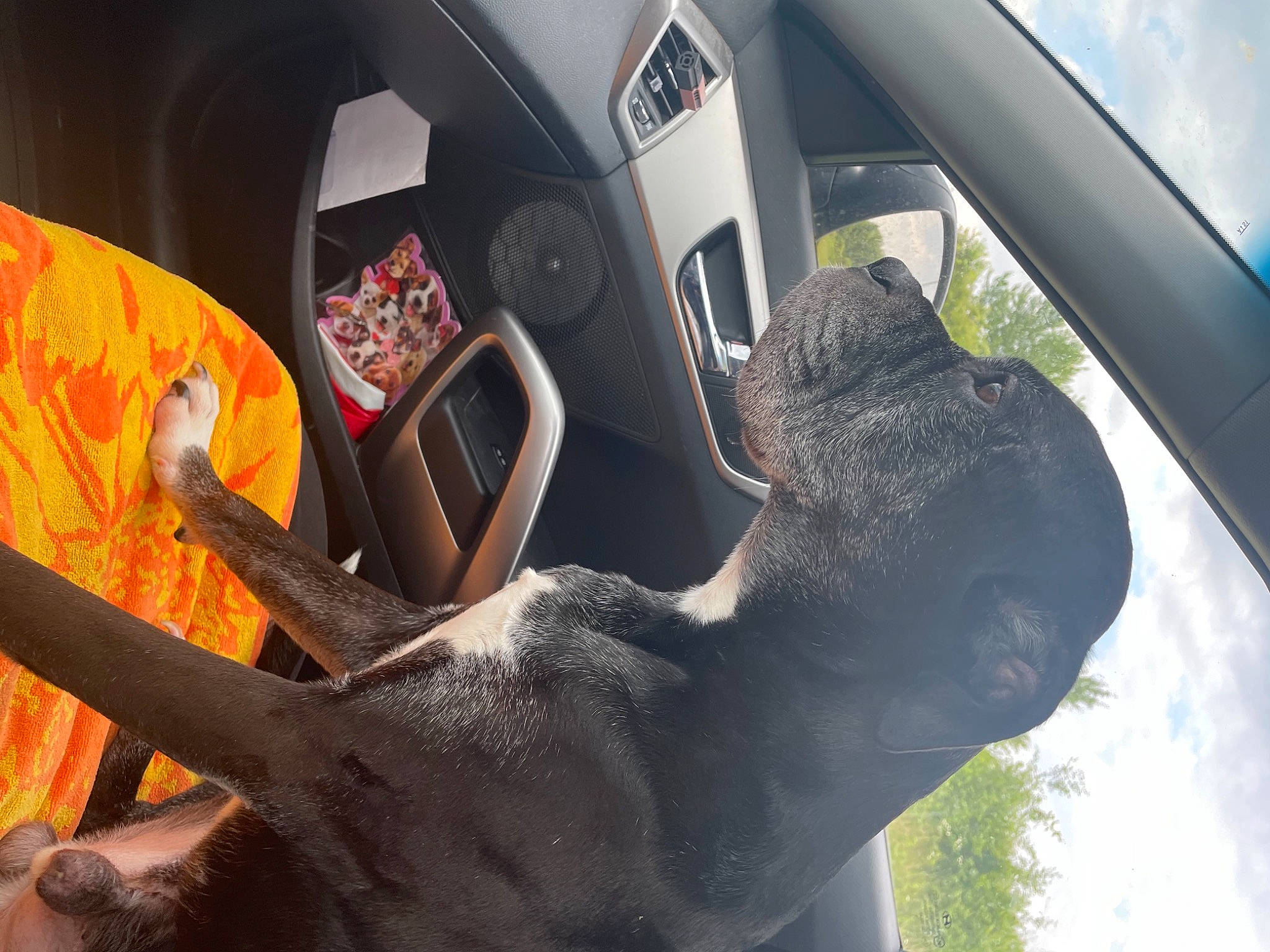 Syrus is registered to the contest to win money with this photo: automotive_design, automotive_exterior, automotive_mirror, automotive_wheel_system, car, car_seat, car_seat_cover, fawn, motor_vehicle, personal_luxury_car, plant, sky, snout, steering_part, steering_wheel, tree, vehicle, vehicle_door, wheel, working_animal