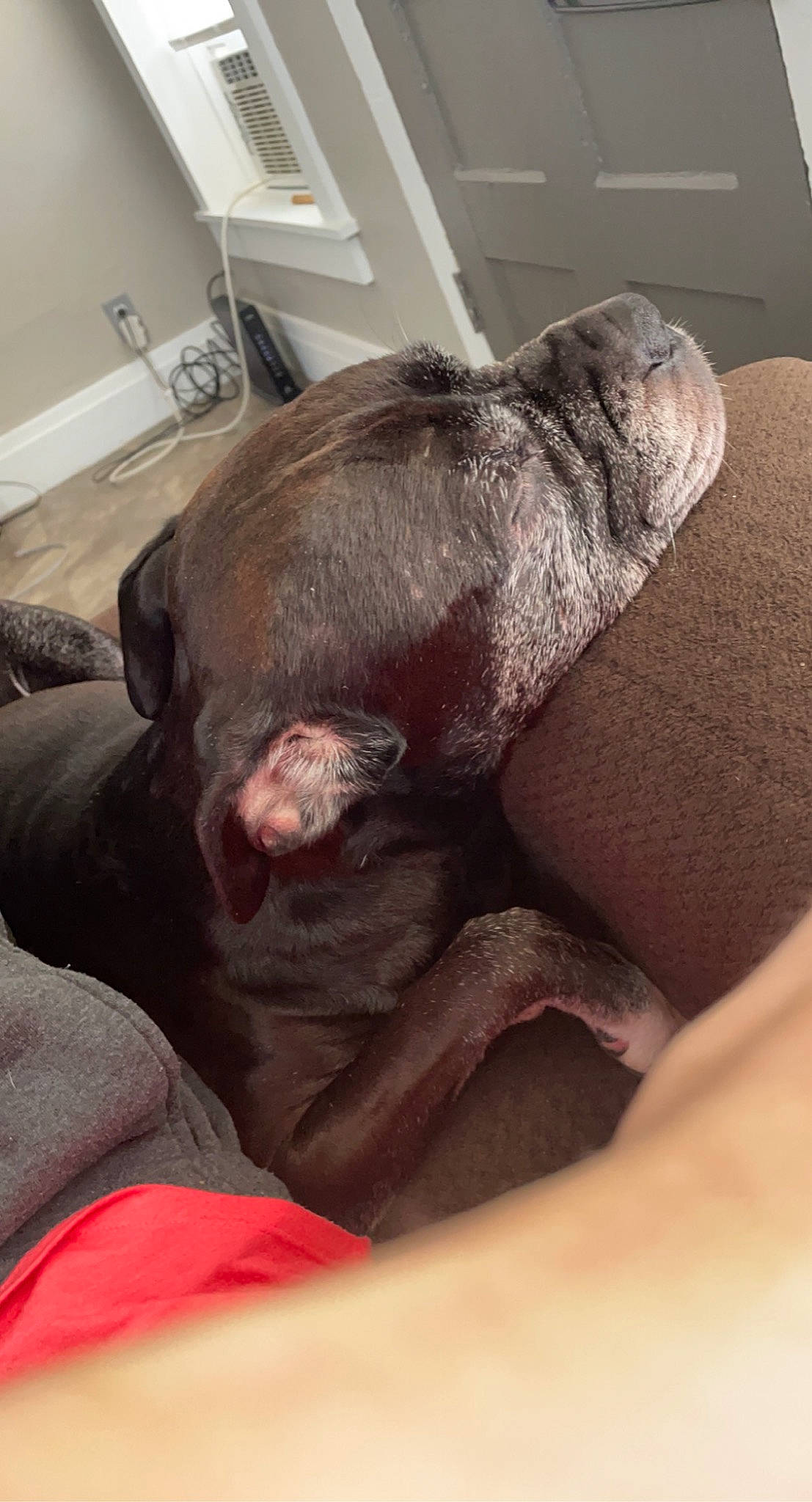 Syrus is registered to the contest to win money with this photo: canidae, carnivore, comfort, companion_dog, couch, dog, dog_breed, ear, fawn, fur, gesture, human_leg, jaw, liver, nap, snout, sporting_group, whiskers, working_animal, wrinkle