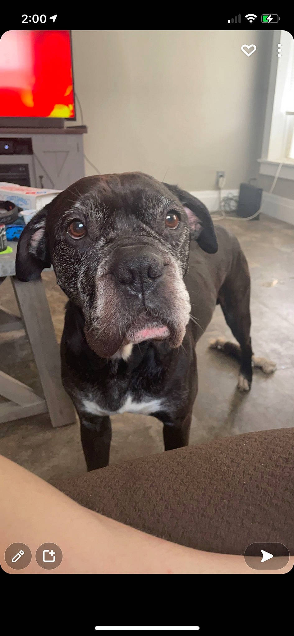 Syrus is registered to the contest to win money with this photo: canidae, carnivore, collar, companion_dog, dog, dog_breed, fawn, flooring, fur, guard_dog, liver, non_sporting_group, snout, sporting_group, terrestrial_animal, whiskers, window, working_animal, working_dog, wrinkle