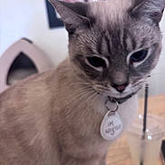 Theo joined the competition — help win amazing prizes! adopted, animal, blurred_background, cat, closeup, collar, cute, domestic_animal, drink, ears, face, feline, fur, indoor, mammal, pet, straw, table, tag, whiskers