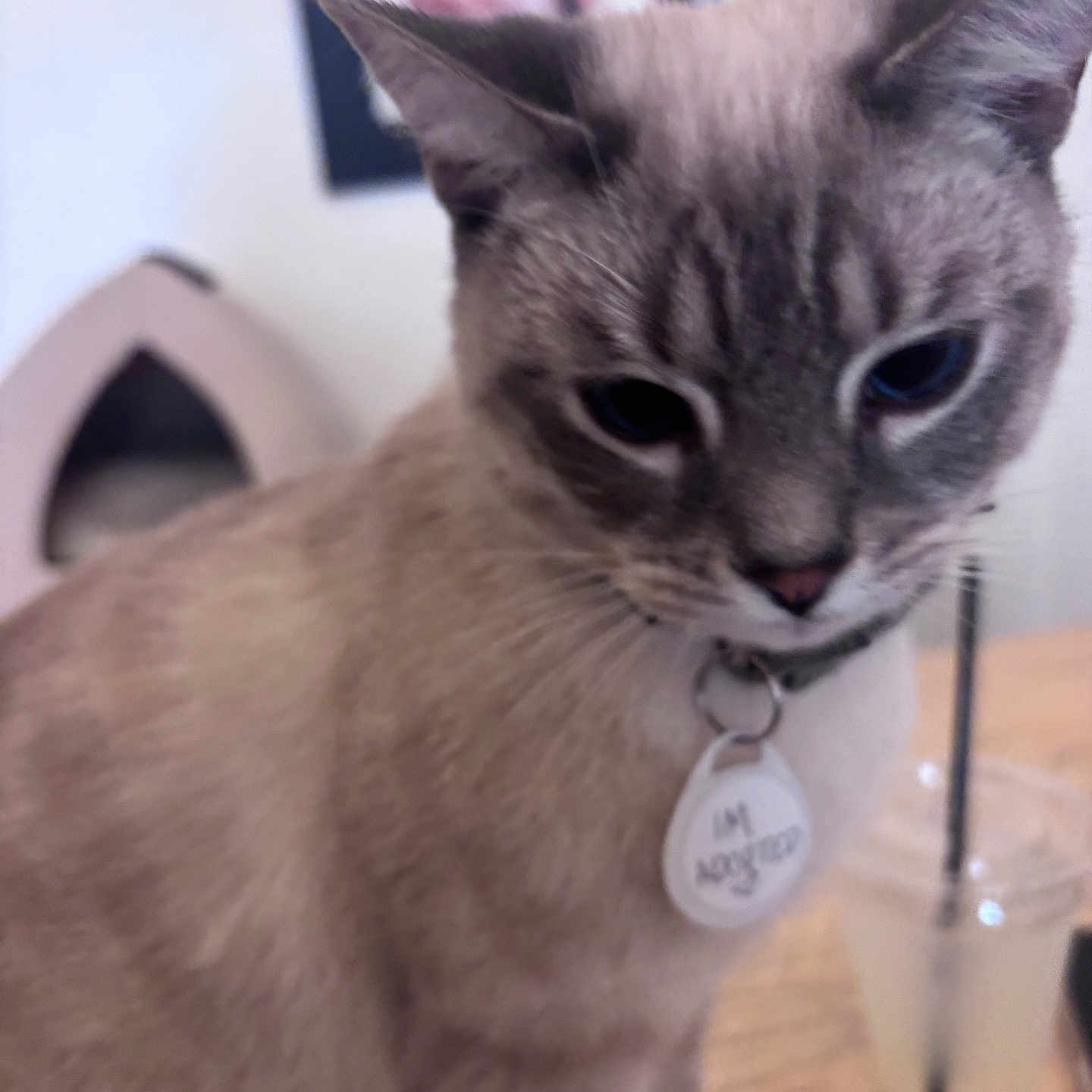 Theo joined the competition — help win amazing prizes! adopted, animal, blurred_background, cat, closeup, collar, cute, domestic_animal, drink, ears, face, feline, fur, indoor, mammal, pet, straw, table, tag, whiskers