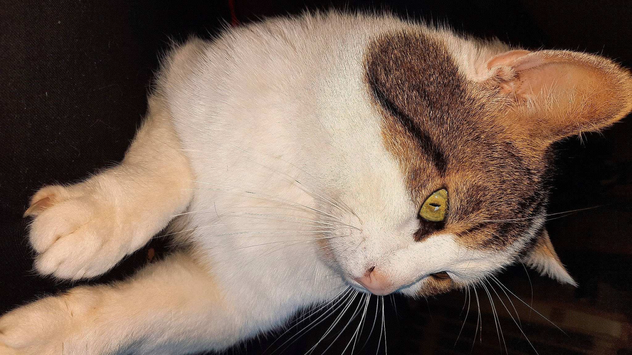 Gizmo a rejoint le concours — aidez-le/la à gagner de superbes lots ! carnivore, cat, domestic_short_haired_cat, ear, felidae, fur, paw, small_to_medium_sized_cats, snout, tail, terrestrial_animal, whiskers