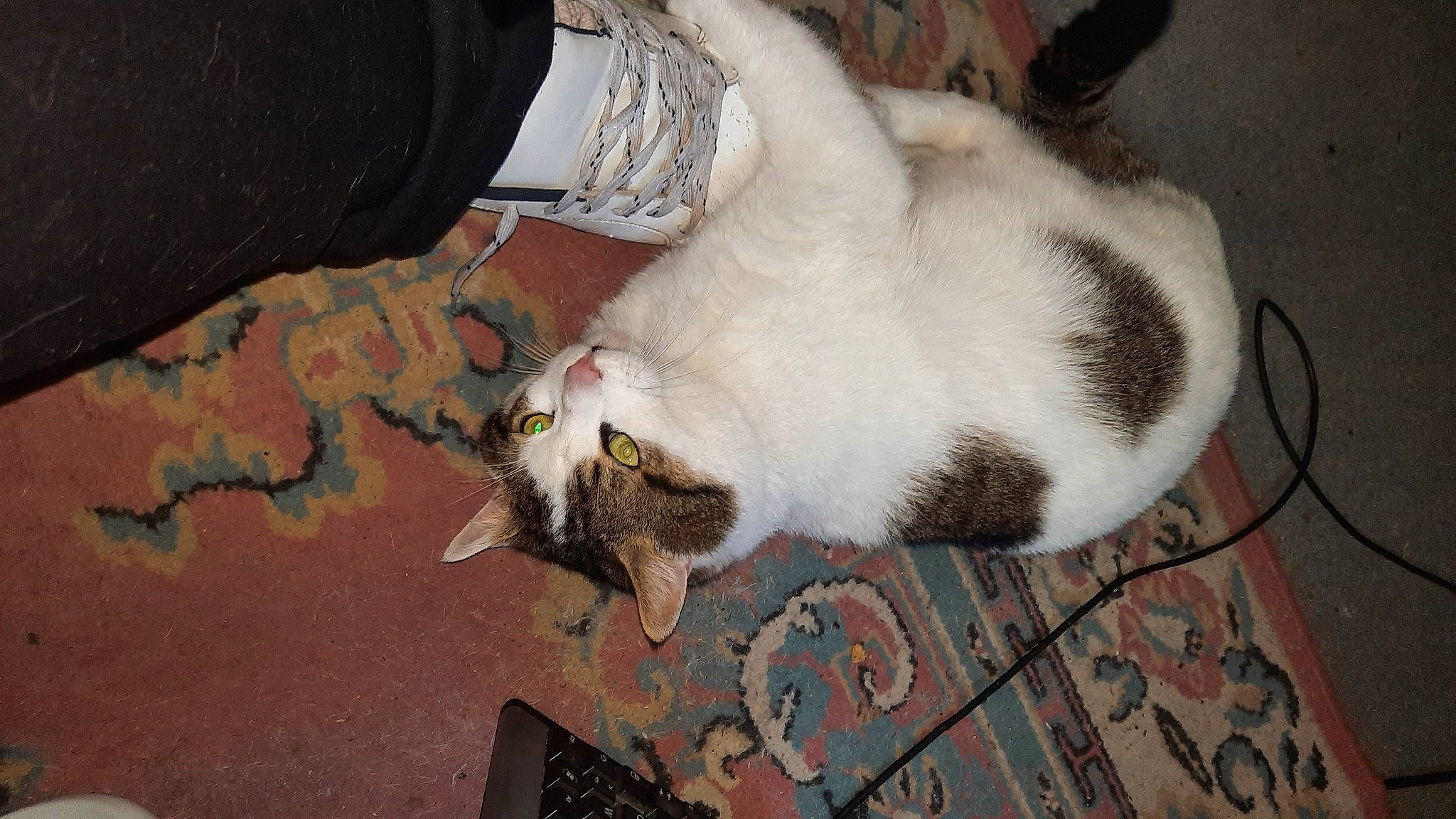 Gizmo participe au concours pour gagner de l'argent avec cette photo : canidae, carnivore, cat, claw, comfort, domestic_short_haired_cat, fawn, felidae, flooring, fur, paw, plant, small_to_medium_sized_cats, tail, whiskers, wood