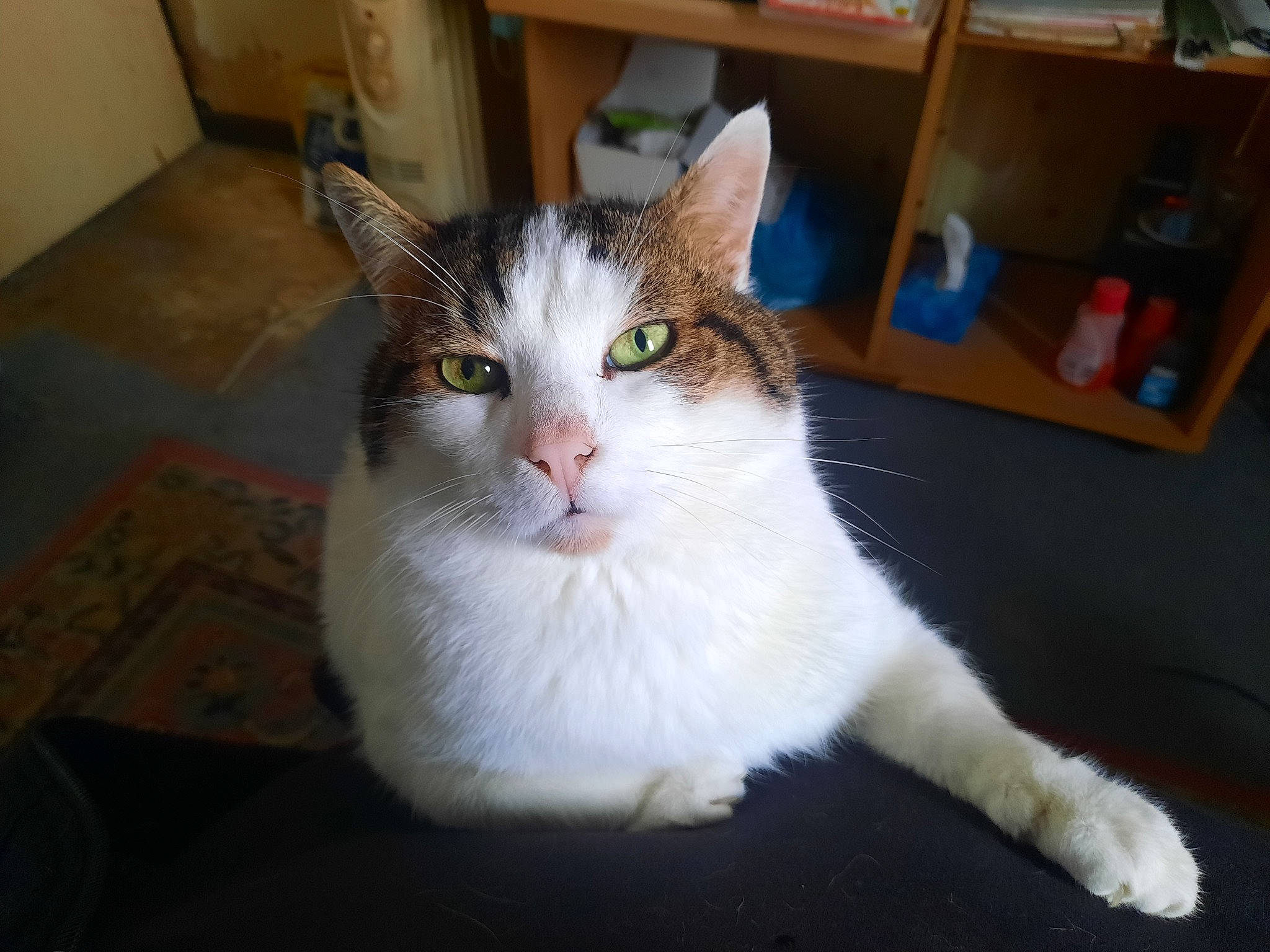 Gizmo participe au concours pour gagner de l'argent avec cette photo : bookcase, box, carnivore, cat, domestic_short_haired_cat, felidae, floor, flooring, fur, hardwood, paw, room, shelf, shelving, small_to_medium_sized_cats, tail, vertebrate, whiskers, window