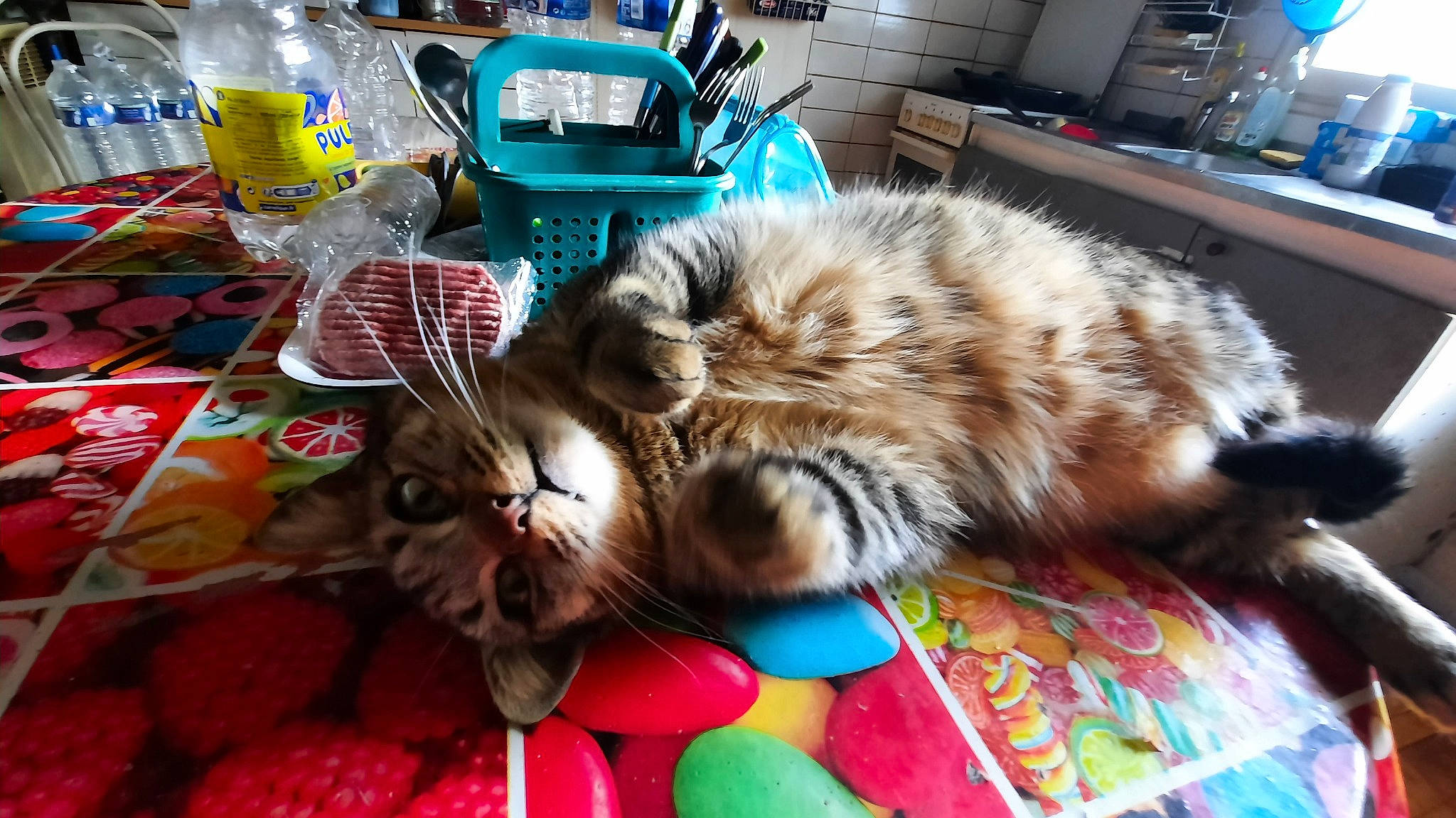 Perle participe au concours pour gagner de l'argent avec cette photo : bag, bottle, box, carnivore, cat, claw, comfort, domestic_short_haired_cat, event, fawn, felidae, fur, lap, linens, luggage_and_bags, paw, small_to_medium_sized_cats, tail, water_bottle, whiskers